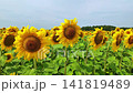 Closeup sunflower head in expansive field of yellow blooms beneath soft sky, with sharp petals, rich central disk, and layered floral rows fading toward distant trees 141819489
