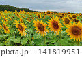 Sunflower field beneath overcast sky, bright yellow blooms filling foreground and midground with green leaves, layered petals, seed disks, and rural agricultural rows 141819951