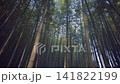 Bamboo Forest Towering Stalks in Japanese Woodland Low Angle 4k Cinematic Motion Shot Panning Upwards Through Dense Perennial Grass Grove Providing Peaceful Natural Scenery 141822199