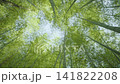 Bamboo Forest Tall Stalks Swaying Gently Under Bright Blue Sky 4k Low Angle View Looking Up at Soaring Greenery in a Tranquil Japanese Woodland Scene with Natural Motion 141822208
