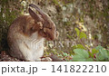 Rabbit Cleaning Paws Closeup 4k Telephoto Shot of Oryctolagus Cuniculus Grooming Beside Mossy Rock in Peaceful Japanese Forest Setting Calm Animal Behavior Footage 141822210