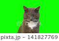 Cat on Green Background. Gray White Feline Against Green Screen Chromakey. Real Shot Cat Isolated is Sitting, Looking Up, Playing. Kitty Cat licks its muzzle. Kitten video. Keying. Goods for pets 4K 141827769