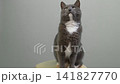 Cat on Gray Background. Gray White Feline Against Neutral Grey Plain Backdrop. Real Shot Cat Isolated is Sitting, Looking Up, Playing. Kitty Cat licks its muzzle. Kitten video. Goods for pets 4K 141827770