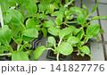 Bok choy, pak choi type of Chinese cabbage seedlings growth. Cultivated leaf vegetable used as food. Greens vibrant leaves in black trays. Growing in urban sustainable farming. Eco gardening ventures. 141827776