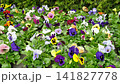 Wild pansies, Viola Tricolor, also known as Johnny Jump Up. Many Purple and Yellow Flowers. Pansies on a Backyard. Landscaping in Green Home Garden. Landscape Design with Flower beds in Summer. 141827778
