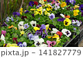 Wild pansies, Viola Tricolor, also known as Johnny Jump Up. Many Purple and Yellow Flowers. Pansies on a Backyard. Landscaping in Green Home Garden. Landscape Design with Flower beds in Summer. 141827779