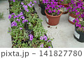 Purple aubrieta cultorum seedlings in black and brown plastic pots. Aubretia flowering plants inside commercial garden center or nursery. Springtime gardening, groundcover and rockery concept. 141827780