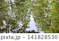 水面に映る木々の揺らぎ 森の水鏡 141828530