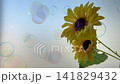 Sunflowers and soap bubbles floating in front of the windowpane 141829432
