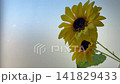 Sunflowers and soap bubbles falling from above 141829433