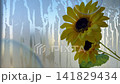 Soap bubbles floating in front of sunflowers and a wet windowpane 141829434