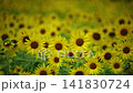 Sunflowers swaying in the summer sunlight and breeze 141830724