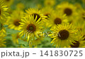 Sunflowers swaying in the summer sunlight and breeze 141830725