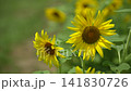 Sunflowers swaying in the summer sunlight and breeze 141830726