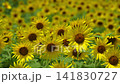 Sunflowers swaying in the summer sunlight and breeze 141830727