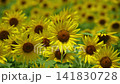 Sunflowers swaying in the summer sunlight and breeze 141830728