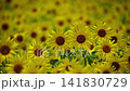 Sunflowers swaying in the summer sunlight and breeze 141830729