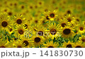 Sunflowers swaying in the summer sunlight and breeze 141830730