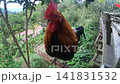 Backyard rooster for small farm poultry marketing 141831532