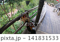 Rural poultry imagery for agritourism and farm marketing 141831533