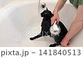 Black cat washing in bathtub, black oriental cat taking shower. 4K video with miaow audio 141840513