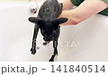 Black cat washing in bathtub, black oriental cat taking shower. 4K video with miaow audio 141840514