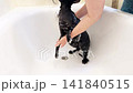 Black cat washing in bathtub, black oriental cat taking shower. 4K video with miaow audio 141840515