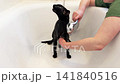Black cat washing in bathtub, black oriental cat taking shower. 4K video with miaow audio 141840516