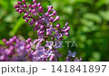 Beautiful lilac flowers with selective focus. Purple lilac flower with blurred green leaves. Spring blossom. Blooming lilac bush with tender tiny flower. Purple lilac flower on the bush. Summer time. 141841897