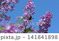 Beautiful lilac flowers with selective focus. Purple lilac flower with blurred green leaves. Spring blossom. Blooming lilac bush with tender tiny flower. Purple lilac flower on the bush. Summer time. 141841898