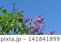 Beautiful lilac flowers with selective focus. Purple lilac flower with blurred green leaves. Spring blossom. Blooming lilac bush with tender tiny flower. Purple lilac flower on the bush. Summer time. 141841899
