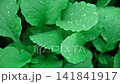 Green leaves background. Edible leaves with water dew drops growing in a soil. Perfect video suitable for seasonal use. Radish foliage. Healthy green food. Fresh salad. Vegetable backdrop. Veggies 141841917