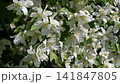 beautiful bright jasmine blossoming at cloudy day. macro floral background 141847805