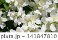 beautiful bright jasmine blossoming at sunny day. macro floral background 141847810