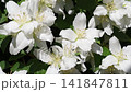 beautiful bright jasmine blossoming at sunny day. macro floral background 141847811