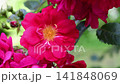 beautiful vibrant deep pink roses blossoming at cloudy day in garden. macro background 141848069