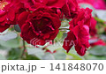 beautiful vibrant deep red roses blossoming at cloudy day in garden. macro background 141848070