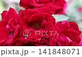beautiful vibrant deep red roses blossoming at cloudy day in garden. macro background 141848071
