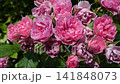 beautiful vibrant deep pink roses blossoming at cloudy day in garden. macro background 141848073