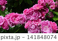 beautiful vibrant deep pink roses blossoming at cloudy day in garden. macro background 141848074