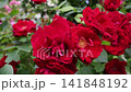 beautiful vibrant deep red roses blossoming at cloudy day in garden. macro background 141848192