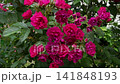 beautiful vibrant deep red roses blossoming at cloudy day in garden. macro background 141848193