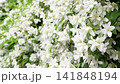 beautiful bright jasmine blossoming at sunny day. macro floral background 141848194