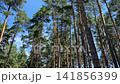 A forest with old large pines, spruces and firs. 141856399