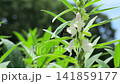 Sesame flower, white sesame, Taiwanese bamboo bumblebee Sesame flower, white sesame, Taiwanese bamboo bumblebee 141859177