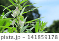 Sesame flower, white sesame Sesame flower, white sesame 141859178