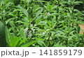 Sesame flower, white sesame Sesame flower, white sesame 141859179