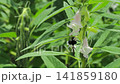 Sesame flower, white sesame Sesame flower, white sesame 141859180