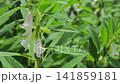 Sesame flower, white sesame Sesame flower, white sesame 141859181