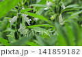Sesame flower, white sesame Sesame flower, white sesame 141859182